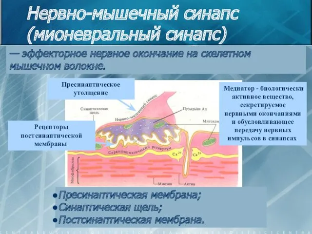 Нервно-мышечный синапс (мионевральный синапс) — эффекторное нервное окончание на скелетном