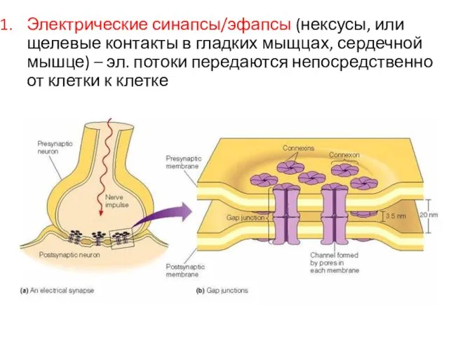 Электрические синапсы/эфапсы (нексусы, или щелевые контакты в гладких мыщцах, сердечной