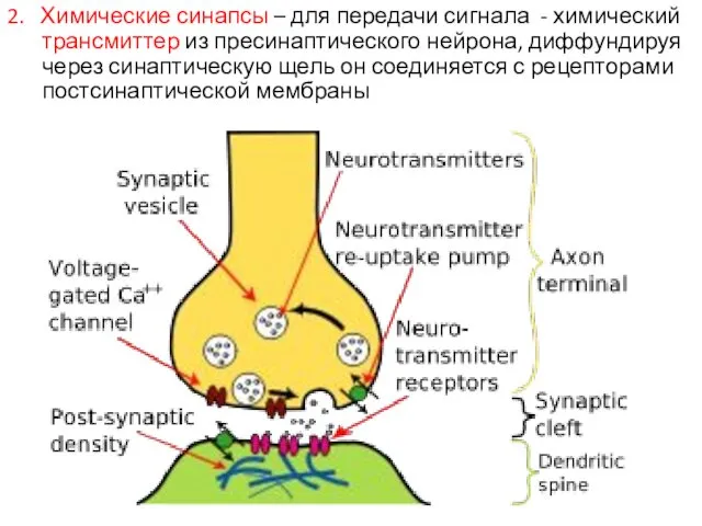 2. Химические синапсы – для передачи сигнала - химический трансмиттер