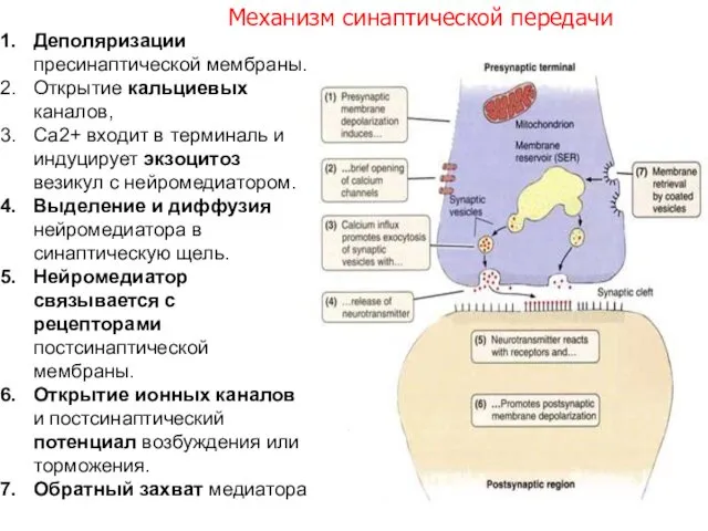 Механизм синаптической передачи Деполяризации пресинаптической мембраны. Открытие кальциевых каналов, Са2+