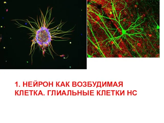 1. НЕЙРОН КАК ВОЗБУДИМАЯ КЛЕТКА. ГЛИАЛЬНЫЕ КЛЕТКИ НС