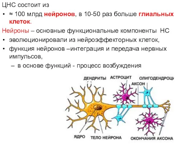 ЦНС состоит из ≈ 100 млрд нейронов, в 10-50 раз