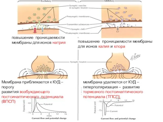 повышение проницаемости мембраны для ионов натрия повышение проницаемости мембраны для