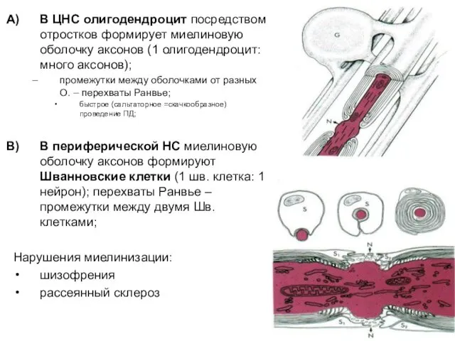 В ЦНС олигодендроцит посредством отростков формирует миелиновую оболочку аксонов (1