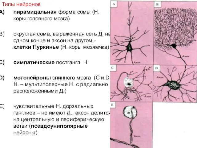 Типы нейронов пирамидальная форма сомы (Н. коры головного мозга) округлая