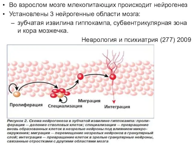 Во взрослом мозге млекопитающих происходит нейрогенез Установлены 3 нейрогенные области