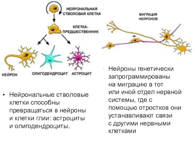 Нейрональные стволовые клетки способны превращаться в нейроны и клетки глии: