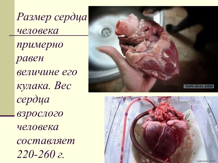 Размер сердца человека примерно равен величине его кулака. Вес сердца взрослого человека составляет 220-260 г.