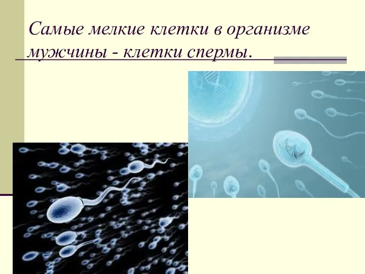 Самые мелкие клетки в организме мужчины - клетки спермы.