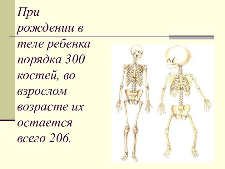 При рождении в теле ребенка порядка 300 костей, во взрослом возрасте их остается всего 206.