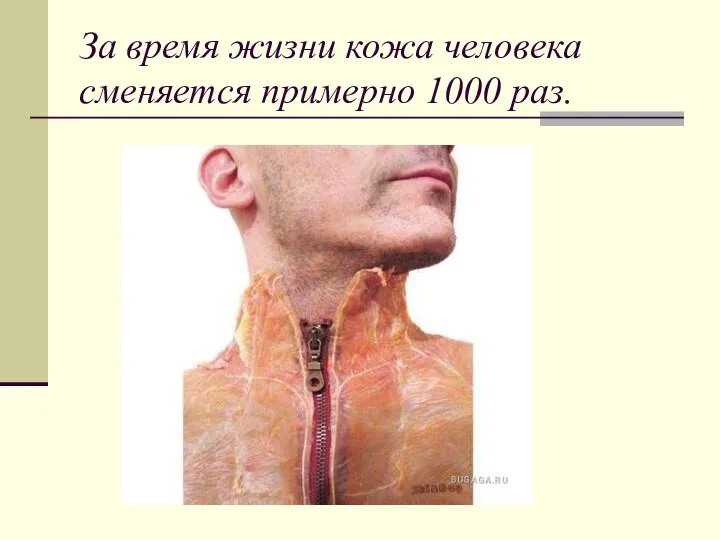 За время жизни кожа человека сменяется примерно 1000 раз.