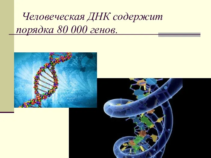 Человеческая ДHК содержит порядка 80 000 генов.