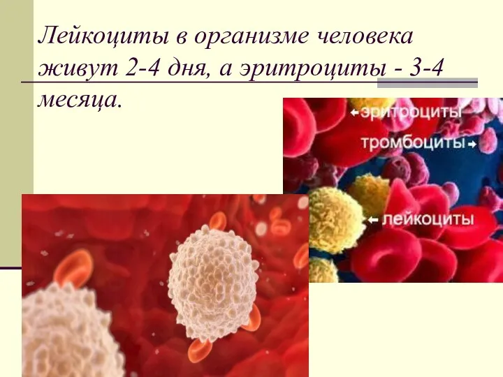 Лейкоциты в организме человека живут 2-4 дня, а эритроциты - 3-4 месяца.