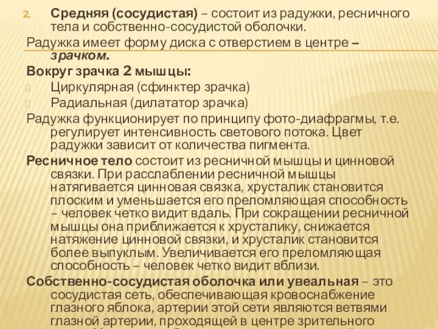 Средняя (сосудистая) – состоит из радужки, ресничного тела и собственно-сосудистой