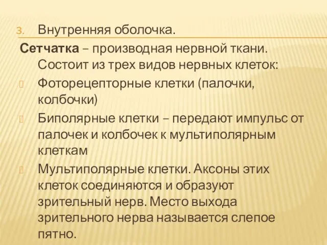 Внутренняя оболочка. Сетчатка – производная нервной ткани. Состоит из трех