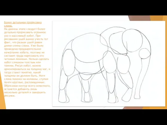 Более детальная прорисовка слона. На данном этапе следует более детально