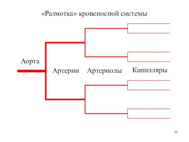 «Размотка» кровеносной системы Аорта Артерии Артериолы Капилляры