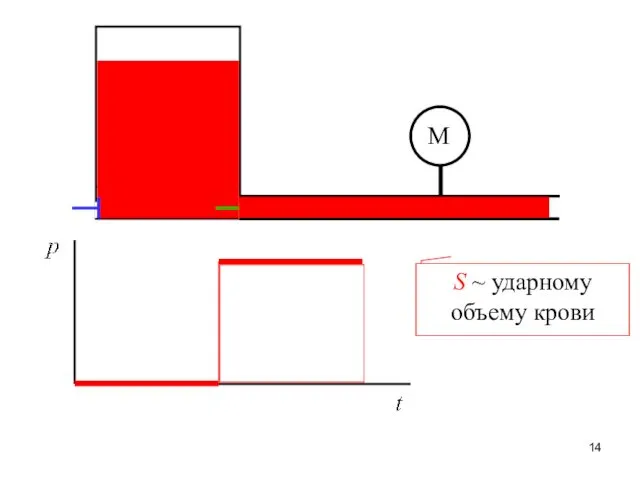 М S ~ ударному объему крови