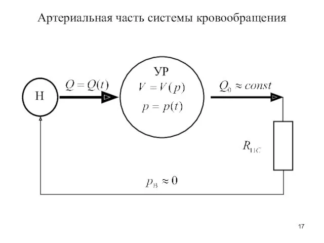 УР Артериальная часть системы кровообращения Н