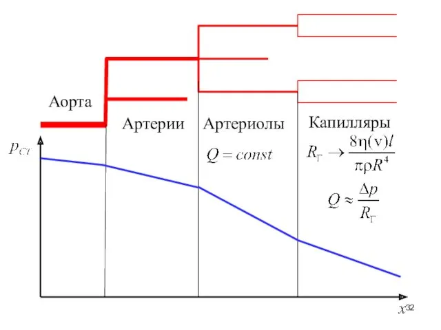 Аорта Артерии Артериолы Капилляры