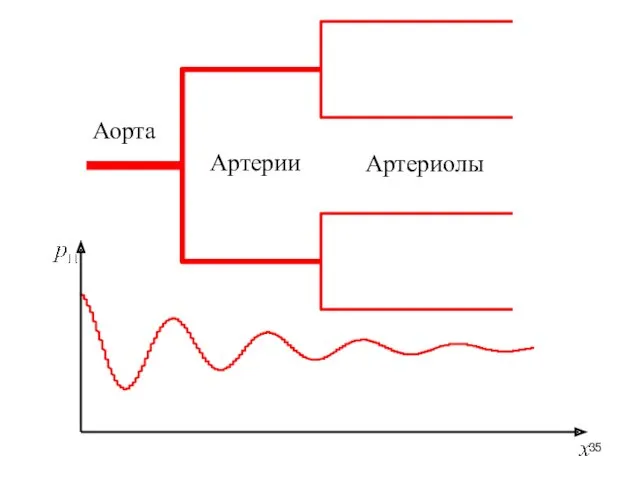 Аорта Артерии Артериолы