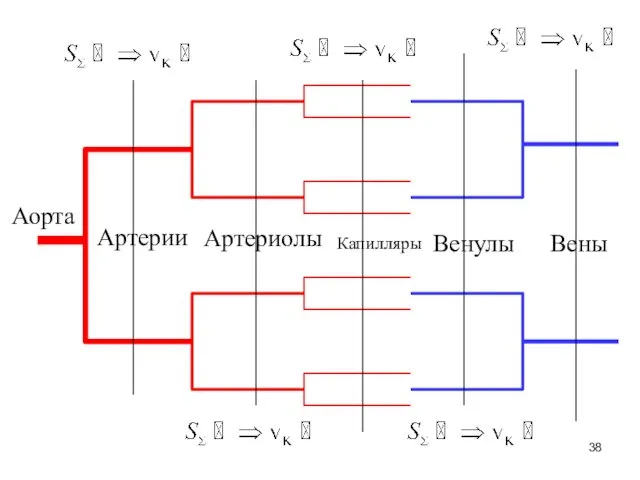 Аорта Артерии Артериолы Капилляры Венулы Вены