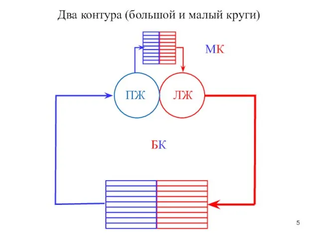 Два контура (большой и малый круги) ЛЖ ПЖ БК МК