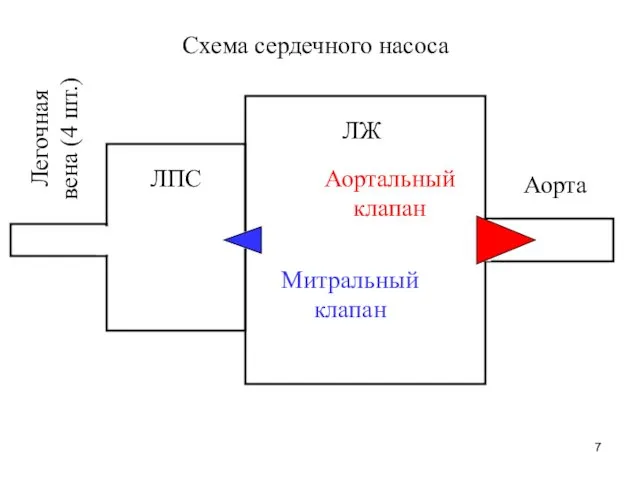 Схема сердечного насоса ЛЖ ЛПС Митральный клапан Аортальный клапан Аорта Легочная вена (4 шт.)