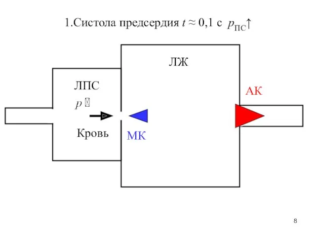 ЛЖ ЛПС МК АК 1.Систола предсердия t ≈ 0,1 с рПС↑ Кровь