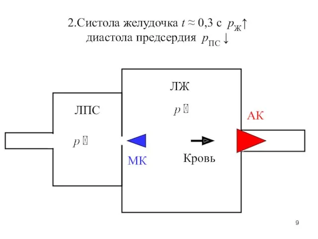 ЛЖ ЛПС МК АК 2.Систола желудочка t ≈ 0,3 с рЖ↑ диастола предсердия рПС ↓ Кровь