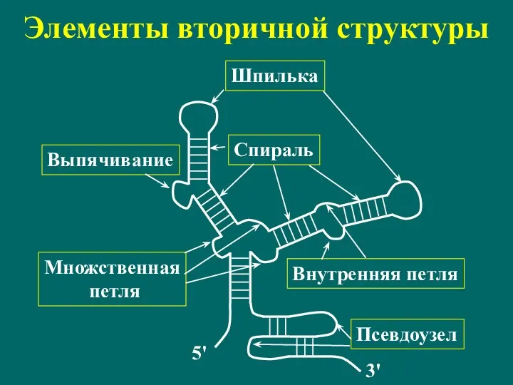 Элементы вторичной структуры Шпилька Спираль Внутренняя петля Множственная петля Выпячивание Псевдоузел 5' 3'