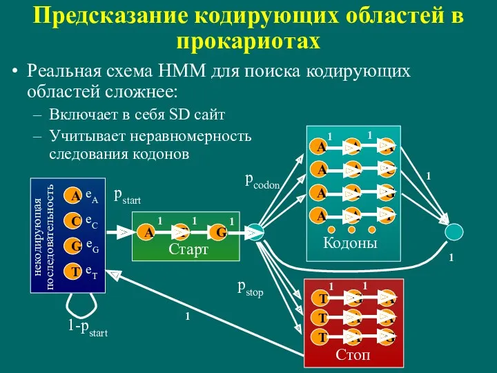 Предсказание кодирующих областей в прокариотах Реальная схема HMM для поиска