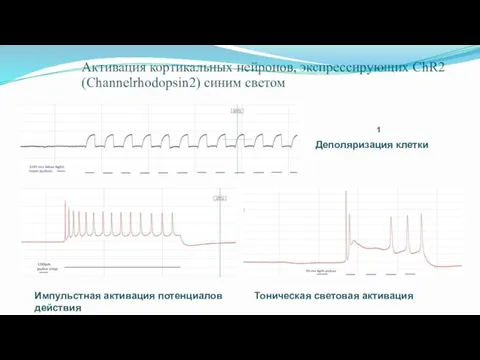 Активация кортикальных нейронов, экспрессирующих ChR2 (Channelrhodopsin2) синим светом 1 Деполяризация