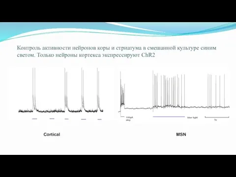 Контроль активности нейронов коры и стриатума в смешанной культуре синим