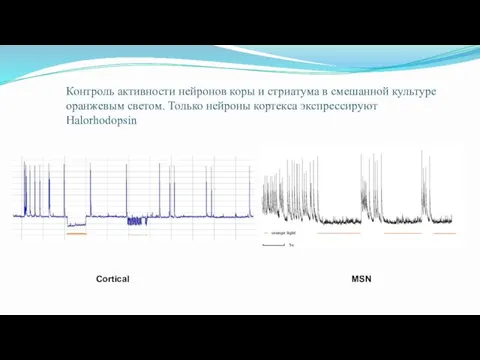 Контроль активности нейронов коры и стриатума в смешанной культуре оранжевым