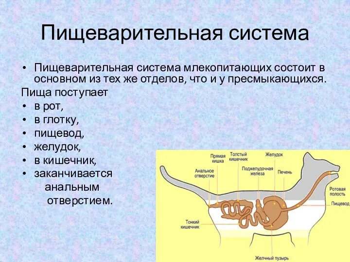 Пищеварительная система Пищеварительная система млекопитающих состоит в основном из тех