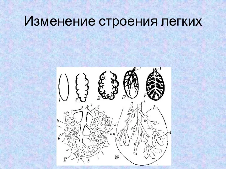 Изменение строения легких