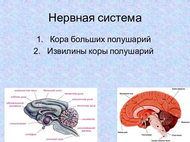 Нервная система Кора больших полушарий Извилины коры полушарий