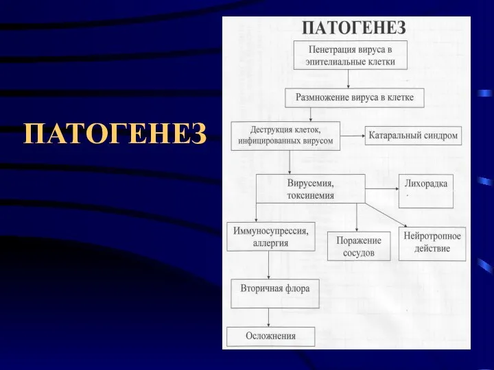 ПАТОГЕНЕЗ