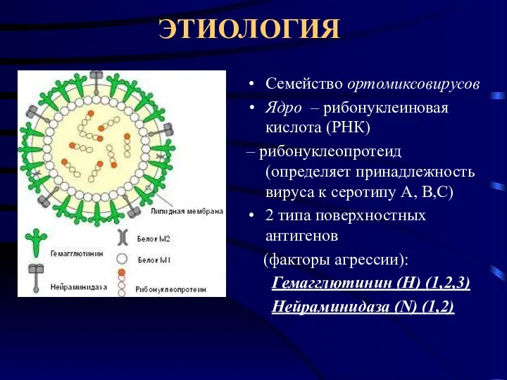 ЭТИОЛОГИЯ Семейство ортомиксовирусов Ядро – рибонуклеиновая кислота (РНК) – рибонуклеопротеид