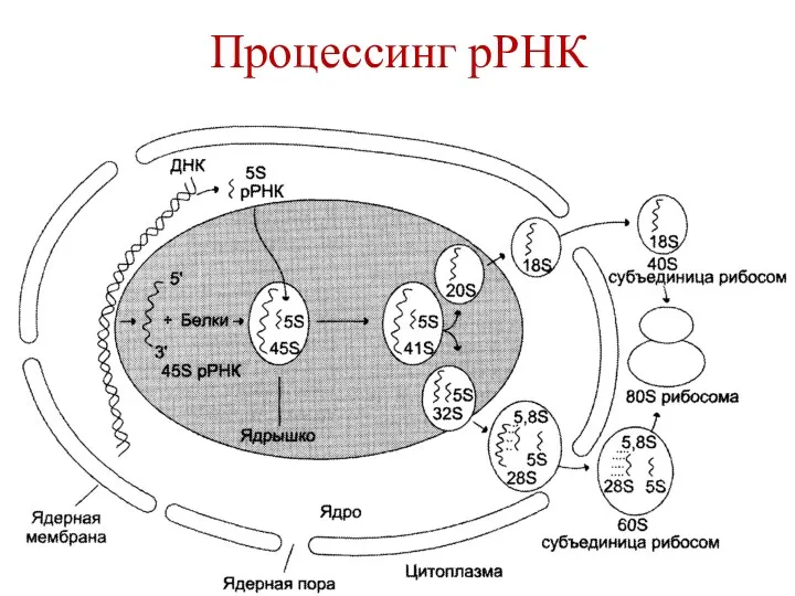 Процессинг рРНК