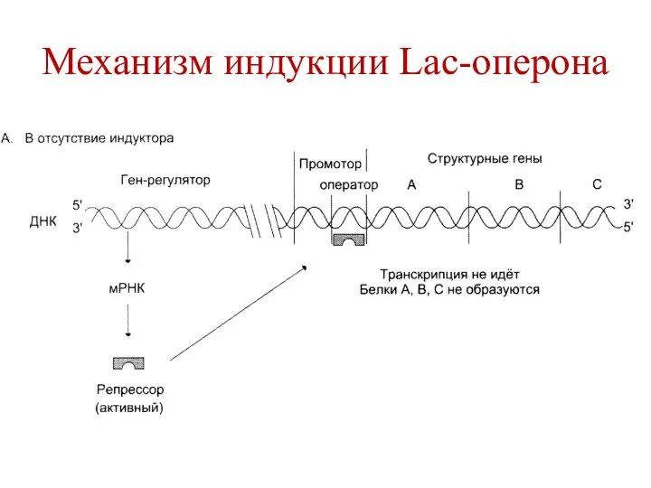 Механизм индукции Lac-оперона