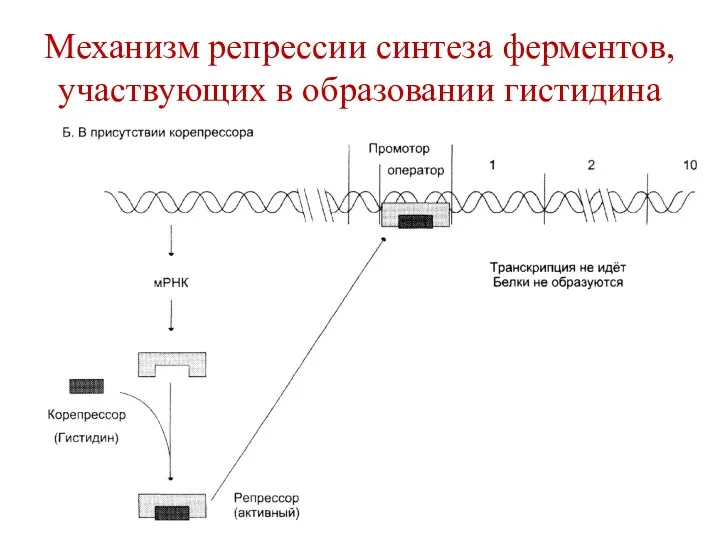 Механизм репрессии синтеза ферментов, участвующих в образовании гистидина