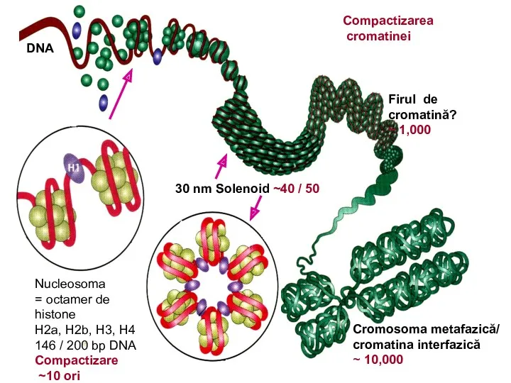 30 nm Solenoid ~40 / 50 DNA Firul de cromatină?