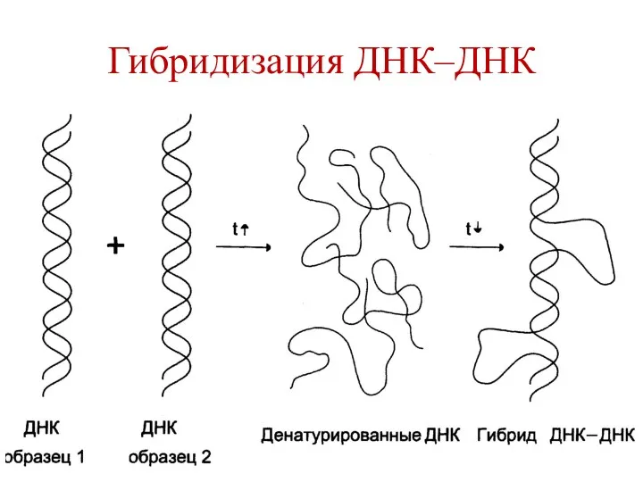 Гибридизация ДНК–ДНК