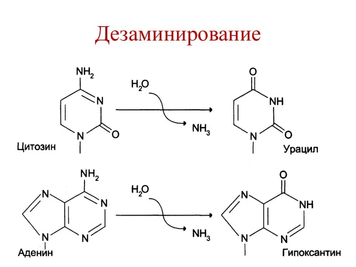 Дезаминирование