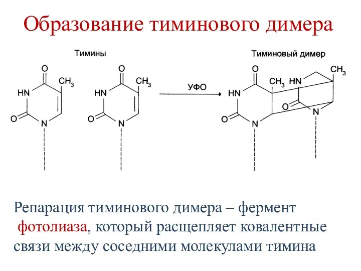 Образование тиминового димера Репарация тиминового димера – фермент фотолиаза, который