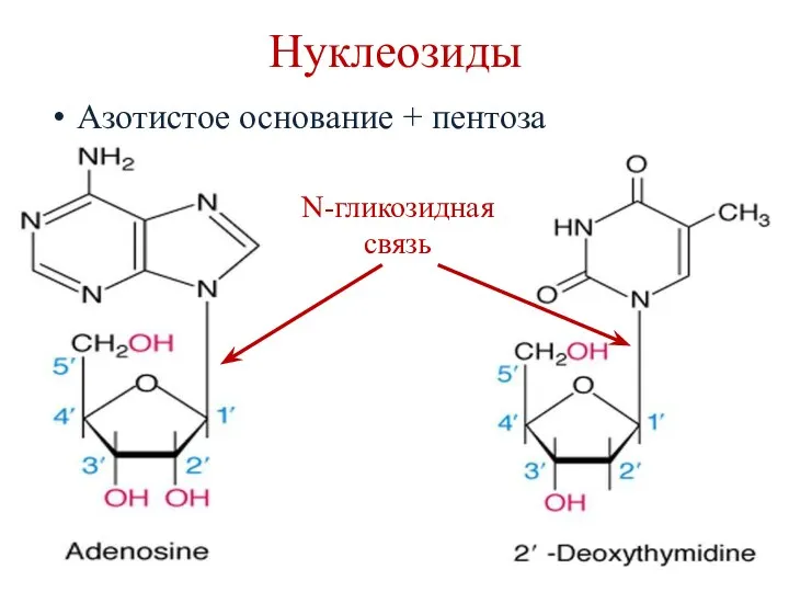 Нуклеозиды Азотистое основание + пентоза N-гликозидная связь