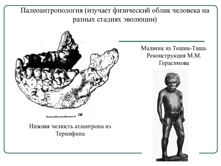 Палеоантропология (изучает физический облик человека на разных стадиях эволюции) Нижняя челюсть атлантропа из