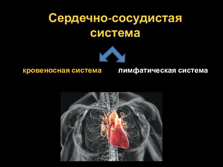 Сердечно-сосудистая система кровеносная система лимфатическая система